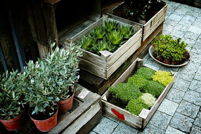 Plant Bring and Buy Sale at the Thomas Poole Library Nether Stowey