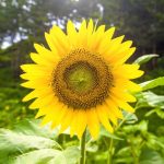 Easter Craft Activities Sunflower Seeds