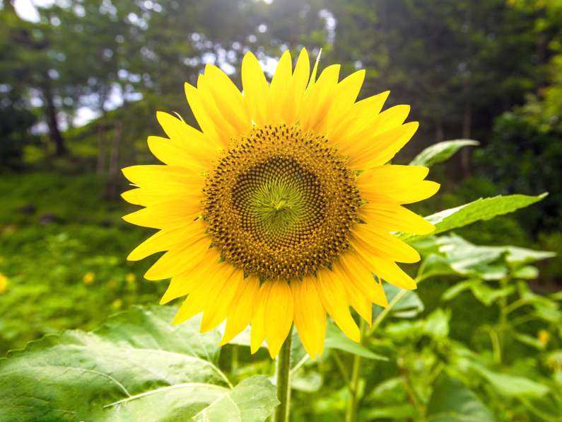 Easter Craft Activities Sunflower Seeds