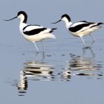 Steart Marshes two Avocets
