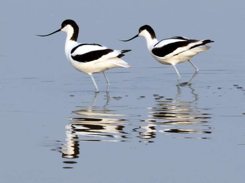 Steart Marshes two Avocets