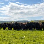 Can Small Farms Survive Nether Stowey Farm