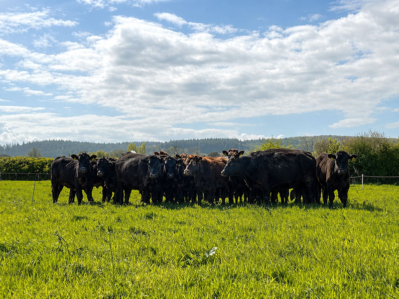 Can Small Farms Survive Nether Stowey Farm