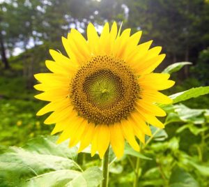Easter Craft Activities Sunflower Seeds