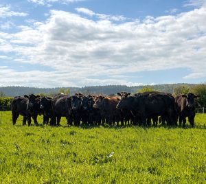 Can Small Farms Survive Nether Stowey Farm