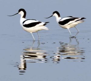 Steart Marshes two Avocets